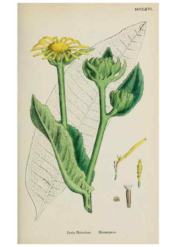 Reproducción/Reproduction 48717434048: English botany, or, Coloured figures of British plants /. London :R. Hardwicke,1863-1886.. 