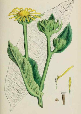 Reproducción/Reproduction 48717434048: English botany, or, Coloured figures of British plants /. London :R. Hardwicke,1863-1886.. 