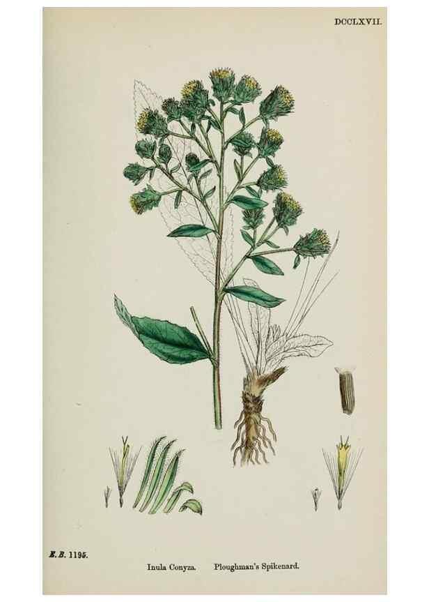 Reproducción/Reproduction 48717434378: English botany, or, Coloured figures of British plants /. London :R. Hardwicke,1863-1886.. 