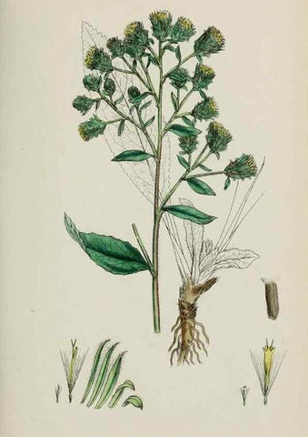 Reproducción/Reproduction 48717434378: English botany, or, Coloured figures of British plants /. London :R. Hardwicke,1863-1886.. 