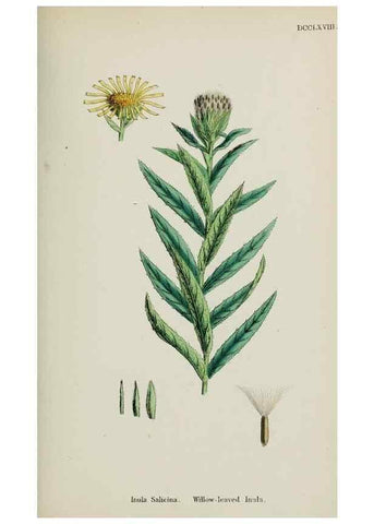 Reproducción/Reproduction 48717771171: English botany, or, Coloured figures of British plants /. London :R. Hardwicke,1863-1886.. 