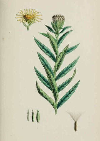 Reproducción/Reproduction 48717771171: English botany, or, Coloured figures of British plants /. London :R. Hardwicke,1863-1886.. 