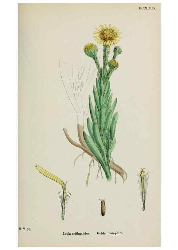 Reproducción/Reproduction 48717771426: English botany, or, Coloured figures of British plants /. London :R. Hardwicke,1863-1886.. 