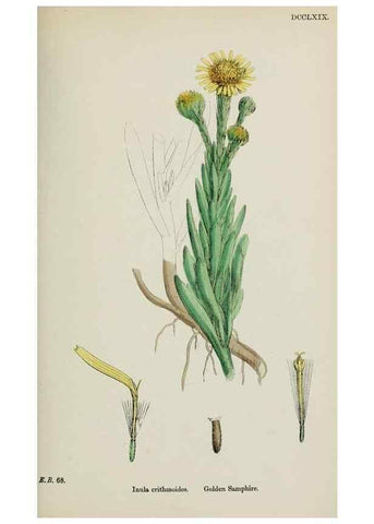 Reproducción/Reproduction 48717771426: English botany, or, Coloured figures of British plants /. London :R. Hardwicke,1863-1886.. 