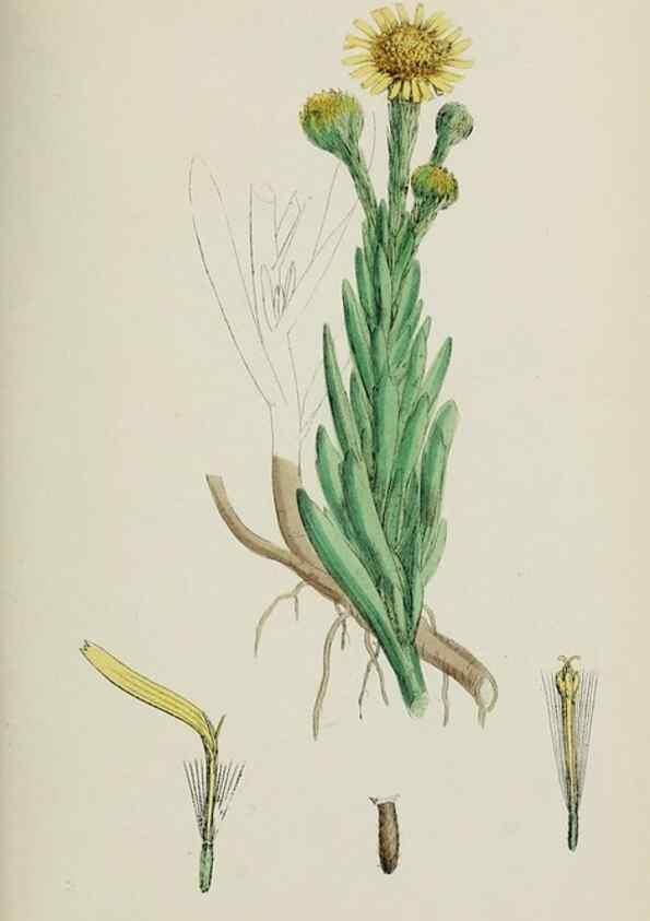Reproducción/Reproduction 48717771426: English botany, or, Coloured figures of British plants /. London :R. Hardwicke,1863-1886.. 