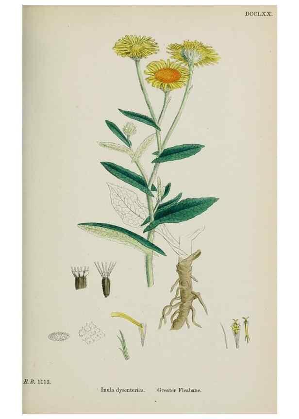 Reproducción/Reproduction 48717942862: English botany, or, Coloured figures of British plants /. London :R. Hardwicke,1863-1886.. 