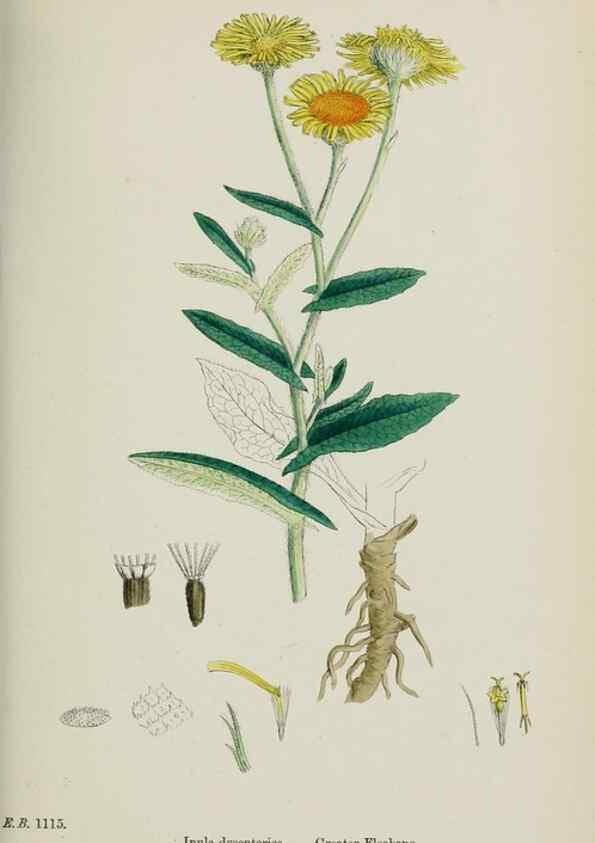 Reproducción/Reproduction 48717942862: English botany, or, Coloured figures of British plants /. London :R. Hardwicke,1863-1886.. 