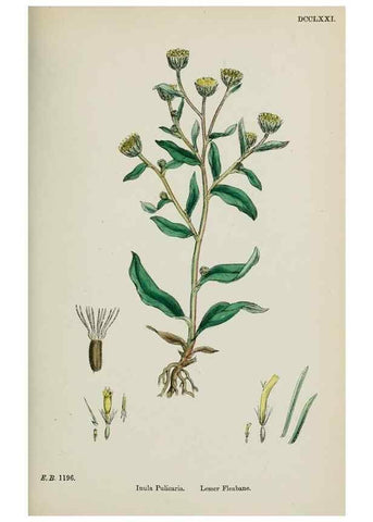 Reproducción/Reproduction 48717772056: English botany, or, Coloured figures of British plants /. London :R. Hardwicke,1863-1886.. 