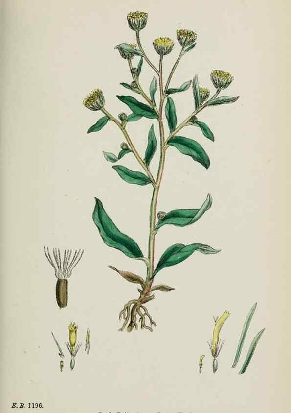 Reproducción/Reproduction 48717772056: English botany, or, Coloured figures of British plants /. London :R. Hardwicke,1863-1886.. 