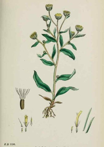 Reproducción/Reproduction 48717772056: English botany, or, Coloured figures of British plants /. London :R. Hardwicke,1863-1886.. 