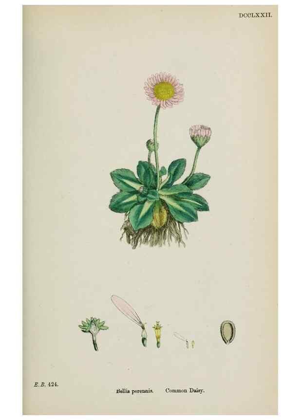 Reproducción/Reproduction 48717772341: English botany, or, Coloured figures of British plants /. London :R. Hardwicke,1863-1886.. 