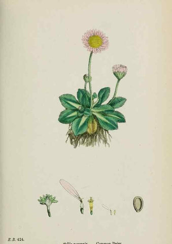 Reproducción/Reproduction 48717772341: English botany, or, Coloured figures of British plants /. London :R. Hardwicke,1863-1886.. 