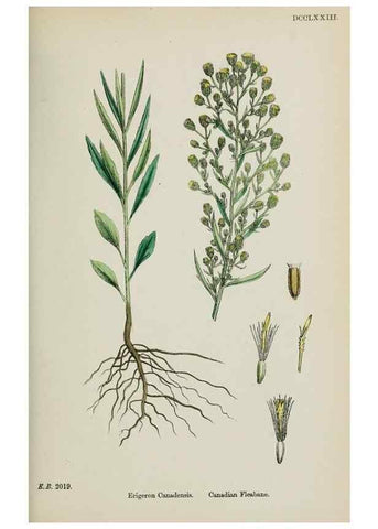 Reproducción/Reproduction 48717436318: English botany, or, Coloured figures of British plants /. London :R. Hardwicke,1863-1886.. 