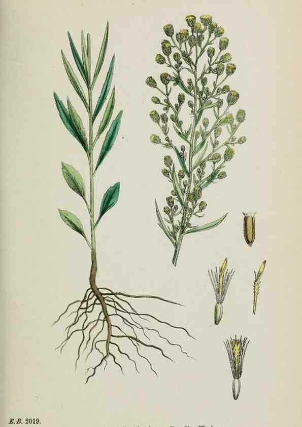 Reproducción/Reproduction 48717436318: English botany, or, Coloured figures of British plants /. London :R. Hardwicke,1863-1886.. 