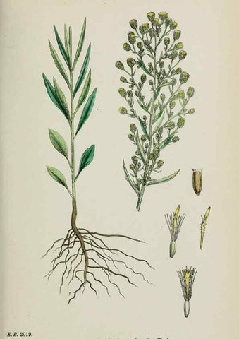 Reproducción/Reproduction 48717436318: English botany, or, Coloured figures of British plants /. London :R. Hardwicke,1863-1886.. 