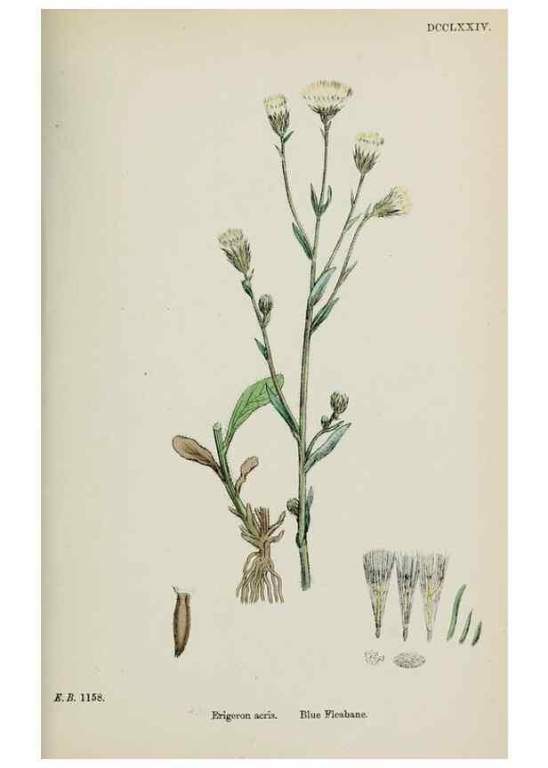 Reproducción/Reproduction 48717773111: English botany, or, Coloured figures of British plants /. London :R. Hardwicke,1863-1886.. 