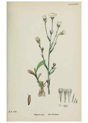 Reproducción/Reproduction 48717773111: English botany, or, Coloured figures of British plants /. London :R. Hardwicke,1863-1886.. 