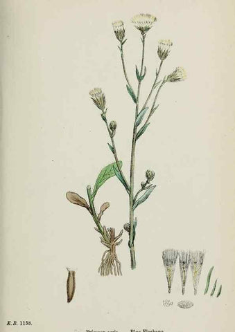 Reproducción/Reproduction 48717773111: English botany, or, Coloured figures of British plants /. London :R. Hardwicke,1863-1886.. 