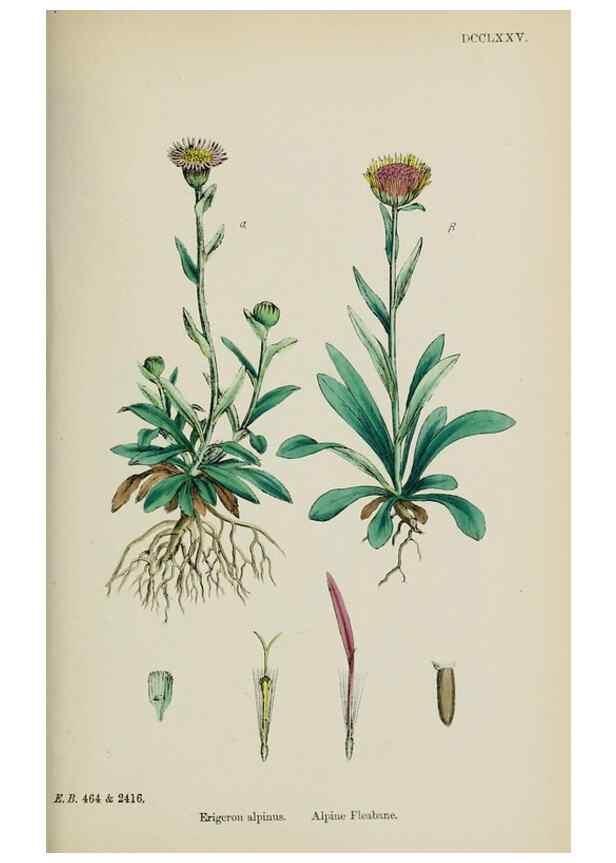 Reproducción/Reproduction 48717773456: English botany, or, Coloured figures of British plants /. London :R. Hardwicke,1863-1886.. 
