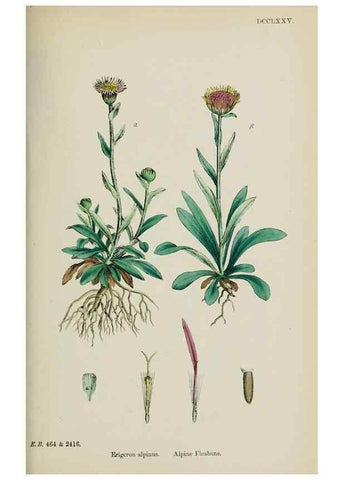 Reproducción/Reproduction 48717773456: English botany, or, Coloured figures of British plants /. London :R. Hardwicke,1863-1886.. 
