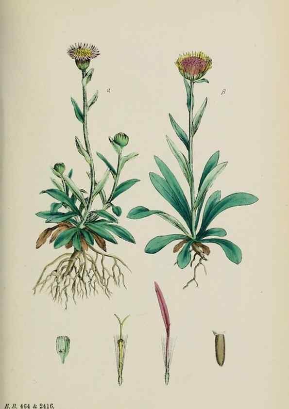 Reproducción/Reproduction 48717773456: English botany, or, Coloured figures of British plants /. London :R. Hardwicke,1863-1886.. 