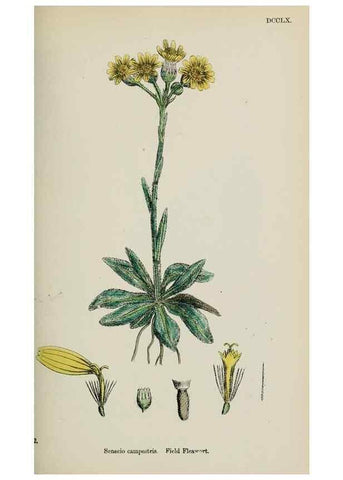 Reproducción/Reproduction 48717432093: English botany, or, Coloured figures of British plants /. London :R. Hardwicke,1863-1886.. 