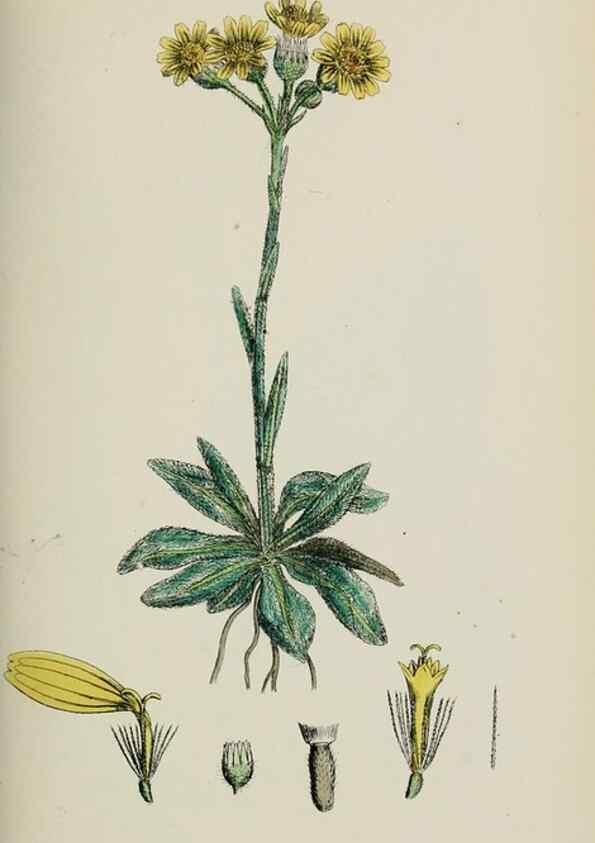 Reproducción/Reproduction 48717432093: English botany, or, Coloured figures of British plants /. London :R. Hardwicke,1863-1886.. 