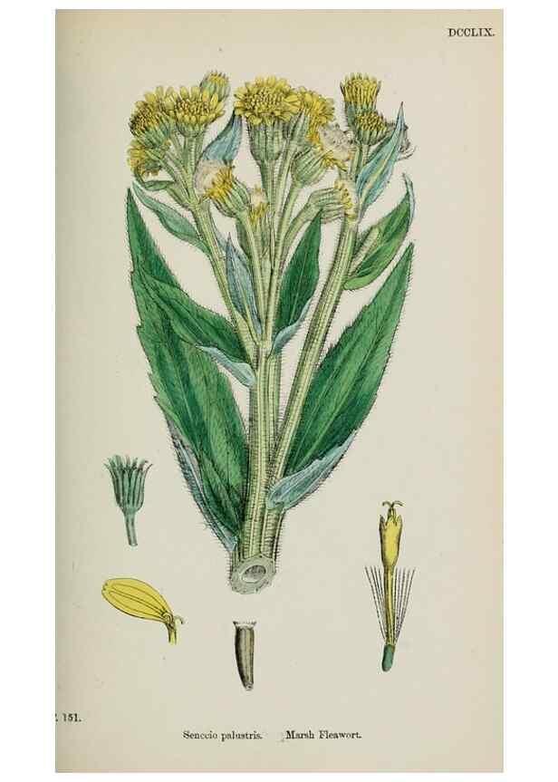 Reproducción/Reproduction 48717939387: English botany, or, Coloured figures of British plants /. London :R. Hardwicke,1863-1886.. 