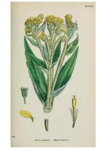 Reproducción/Reproduction 48717939387: English botany, or, Coloured figures of British plants /. London :R. Hardwicke,1863-1886.. 