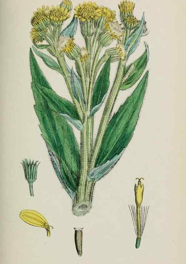 Reproducción/Reproduction 48717939387: English botany, or, Coloured figures of British plants /. London :R. Hardwicke,1863-1886.. 