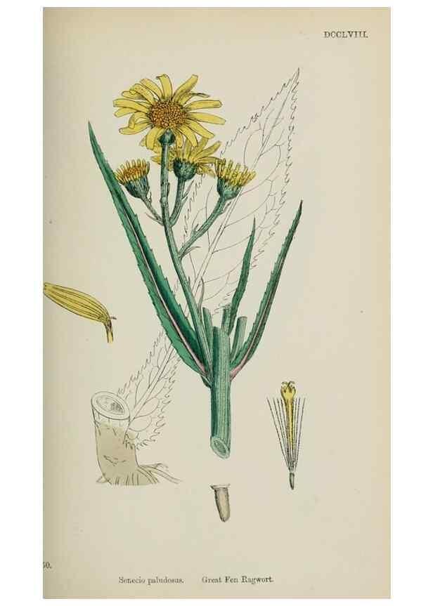 Reproducción/Reproduction 48717767971: English botany, or, Coloured figures of British plants /. London :R. Hardwicke,1863-1886.. 