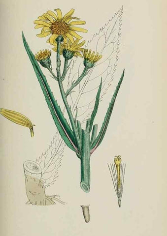 Reproducción/Reproduction 48717767971: English botany, or, Coloured figures of British plants /. London :R. Hardwicke,1863-1886.. 