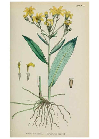 Reproducción/Reproduction 48717431118: English botany, or, Coloured figures of British plants /. London :R. Hardwicke,1863-1886.. 