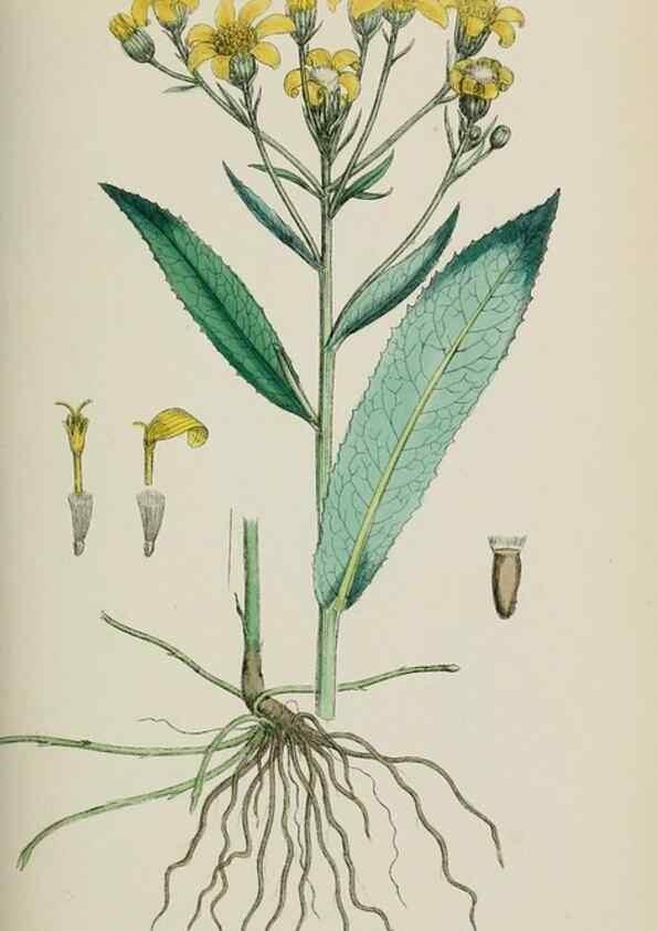 Reproducción/Reproduction 48717431118: English botany, or, Coloured figures of British plants /. London :R. Hardwicke,1863-1886.. 