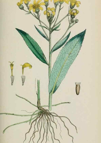Reproducción/Reproduction 48717431118: English botany, or, Coloured figures of British plants /. London :R. Hardwicke,1863-1886.. 