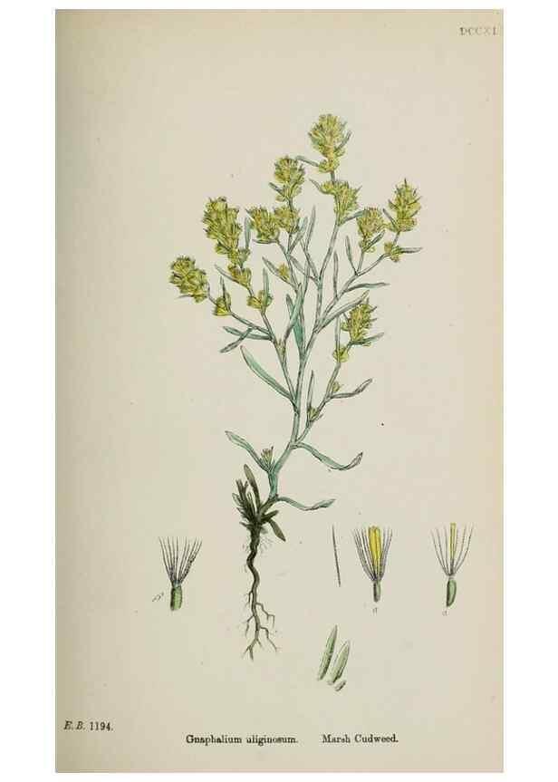 Reproducción/Reproduction 48717426398: English botany, or, Coloured figures of British plants /. London :R. Hardwicke,1863-1886.. 