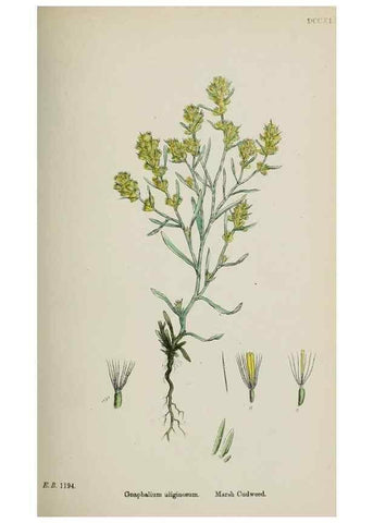 Reproducción/Reproduction 48717426398: English botany, or, Coloured figures of British plants /. London :R. Hardwicke,1863-1886.. 