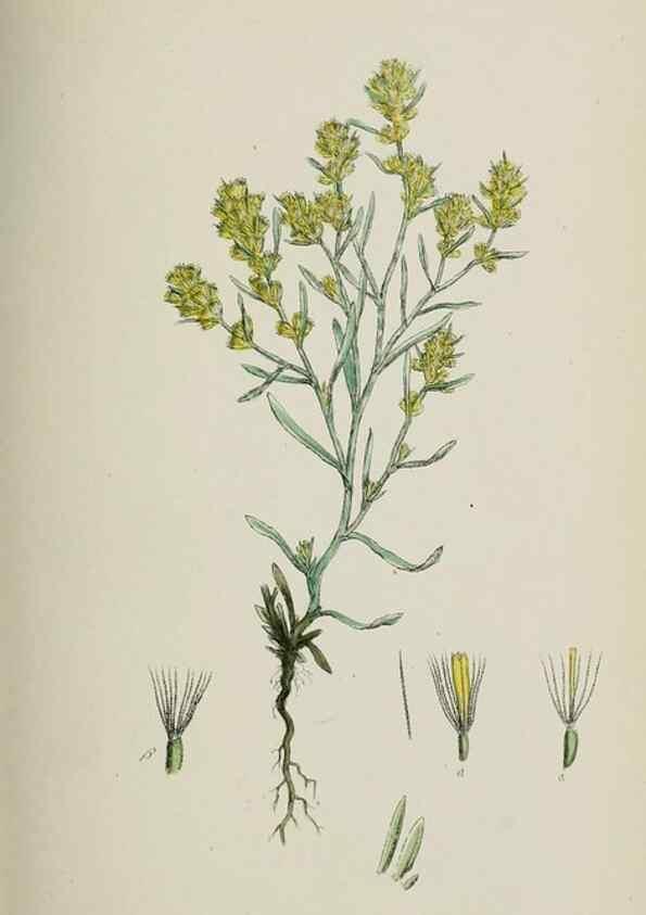 Reproducción/Reproduction 48717426398: English botany, or, Coloured figures of British plants /. London :R. Hardwicke,1863-1886.. 