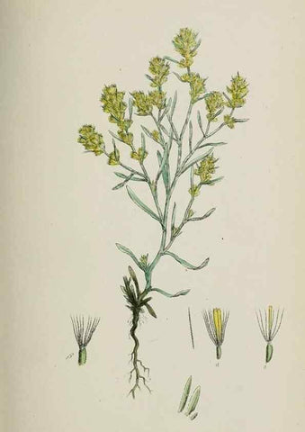 Reproducción/Reproduction 48717426398: English botany, or, Coloured figures of British plants /. London :R. Hardwicke,1863-1886.. 