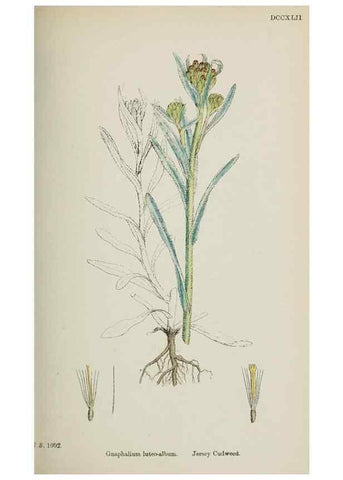 Reproducción/Reproduction 48717426628: English botany, or, Coloured figures of British plants /. London :R. Hardwicke,1863-1886.. 