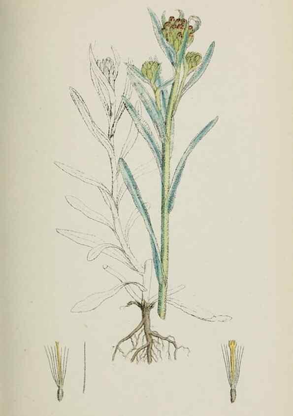 Reproducción/Reproduction 48717426628: English botany, or, Coloured figures of British plants /. London :R. Hardwicke,1863-1886.. 