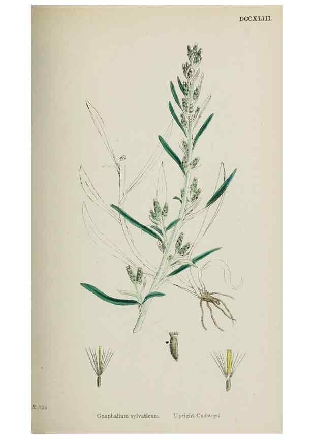 Reproducción/Reproduction 48717763526: English botany, or, Coloured figures of British plants /. London :R. Hardwicke,1863-1886.. 