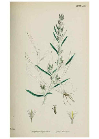 Reproducción/Reproduction 48717763526: English botany, or, Coloured figures of British plants /. London :R. Hardwicke,1863-1886.. 