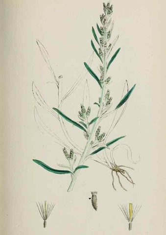 Reproducción/Reproduction 48717763526: English botany, or, Coloured figures of British plants /. London :R. Hardwicke,1863-1886.. 
