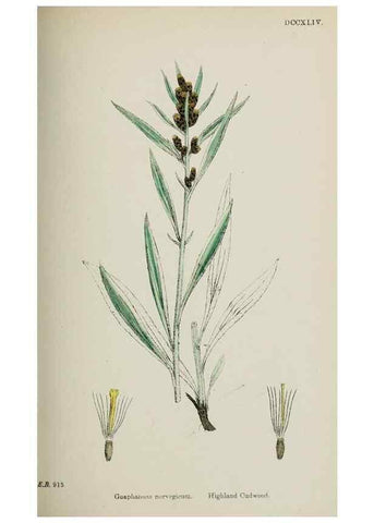 Reproducción/Reproduction 48717935097: English botany, or, Coloured figures of British plants /. London :R. Hardwicke,1863-1886.. 