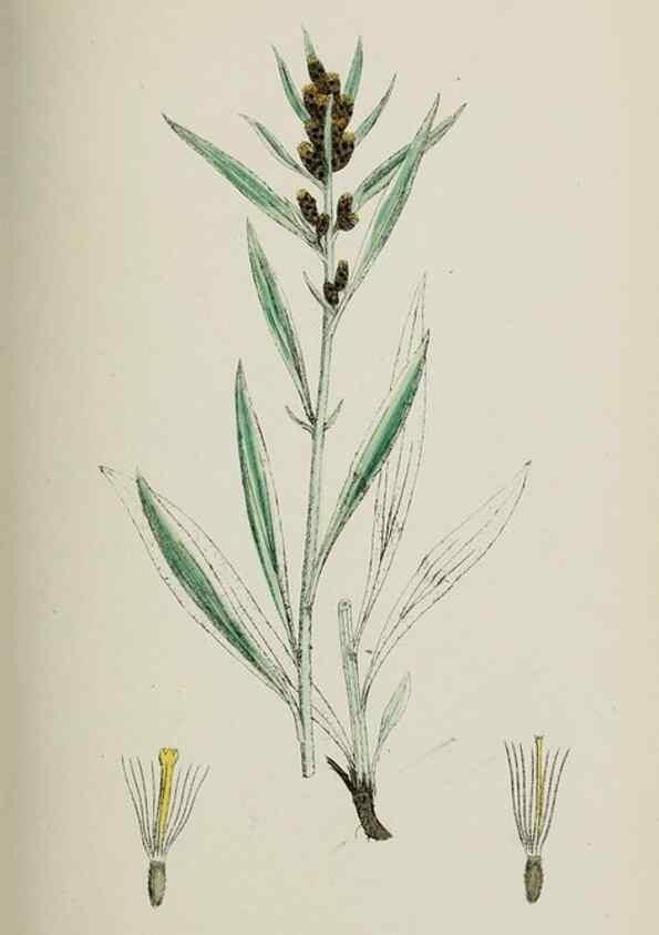 Reproducción/Reproduction 48717935097: English botany, or, Coloured figures of British plants /. London :R. Hardwicke,1863-1886.. 