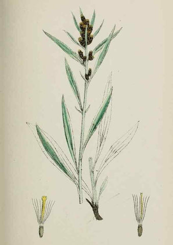 Reproducción/Reproduction 48717935097: English botany, or, Coloured figures of British plants /. London :R. Hardwicke,1863-1886.. 