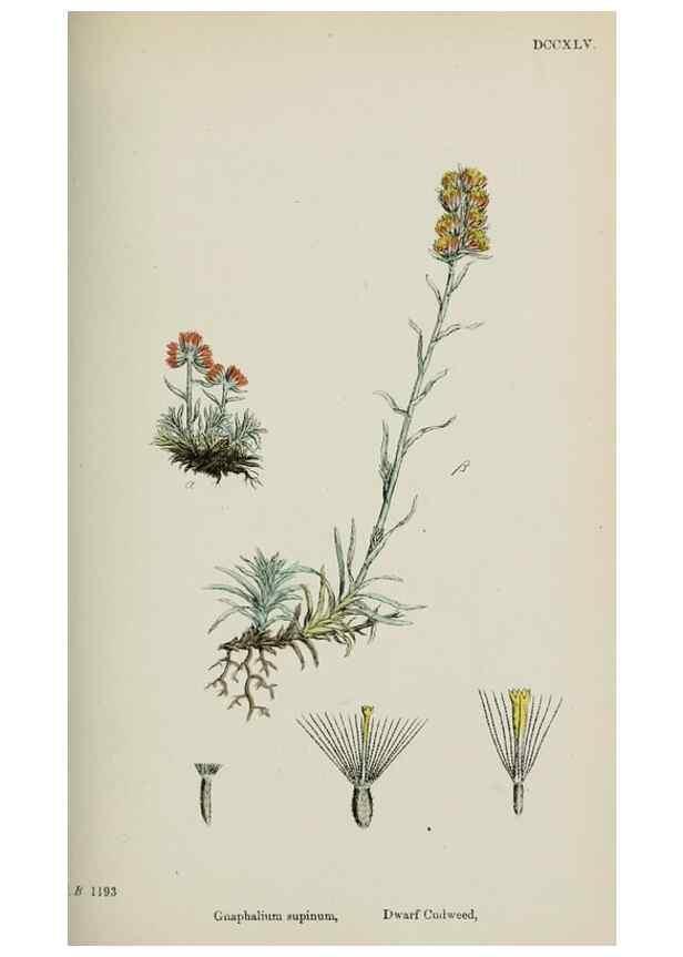 Reproducción/Reproduction 48717427388: English botany, or, Coloured figures of British plants /. London :R. Hardwicke,1863-1886.. 