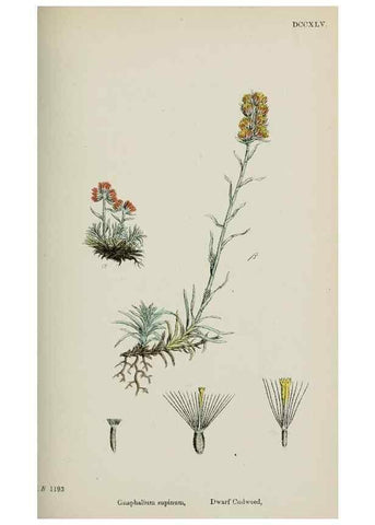 Reproducción/Reproduction 48717427388: English botany, or, Coloured figures of British plants /. London :R. Hardwicke,1863-1886.. 
