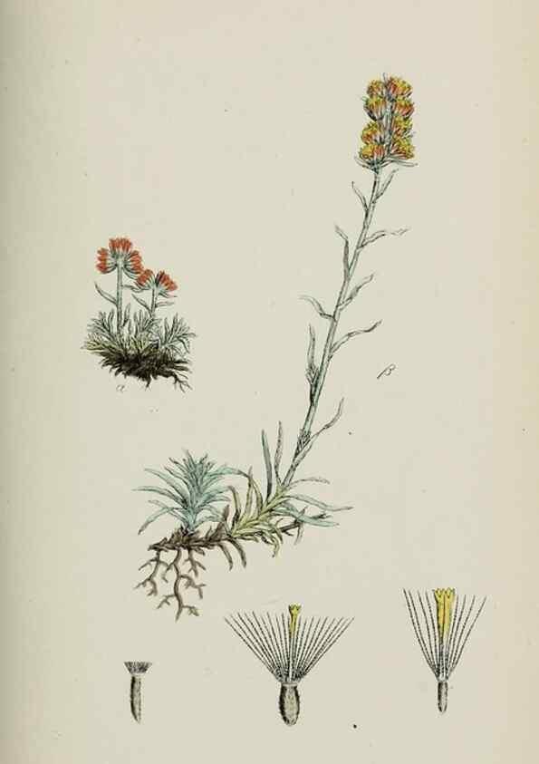 Reproducción/Reproduction 48717427388: English botany, or, Coloured figures of British plants /. London :R. Hardwicke,1863-1886.. 